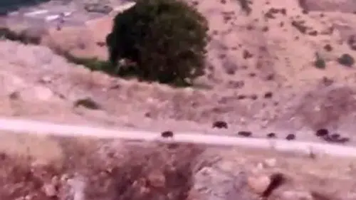 Çermik kırsalında domuz sürüsü paniği Tarım arazilerine ciddi zarar verdikleri görüldü