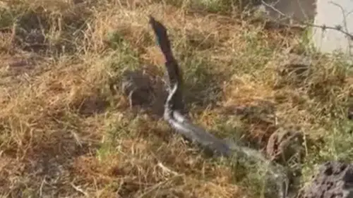 Çınar kırsalında 3 metrelik iki yılan görüldü Sıcak hava doğada hareketliliği artırdı