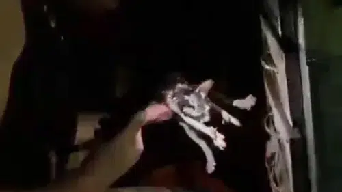 Kayapınar’da büfe yangını Alevlerin arasında kalan kedi itfaiye ile hayata tutundu