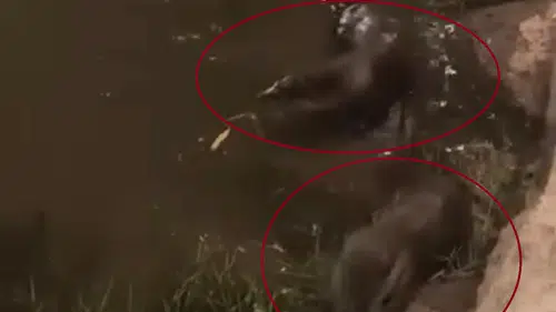 Dicle Nehri'nin gizemli sakinleri Diyarbakır'da su samurları objektiflere yakalandı