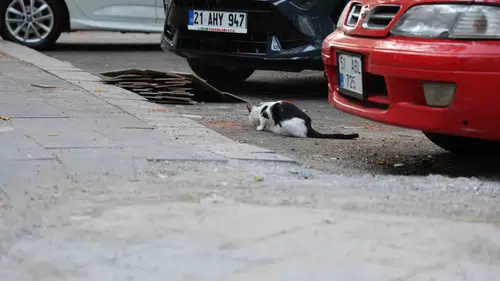 Diyarbakırlı uzmanlardan kuduz uyarısı Kedi tırmalaması da hayati risk taşıyor
