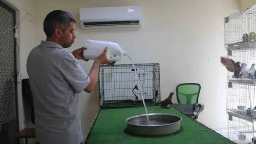 Diyarbakır'da 500 bin TL'lik güvercinlere otel konforu Klimalı odalarda serinliyorlar