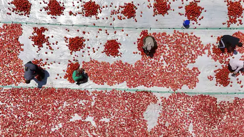 Karacadağ'ın kavurucu sıcağı dünya sofralarına lezzet oluyor Diyarbakır'da domates mesaisi