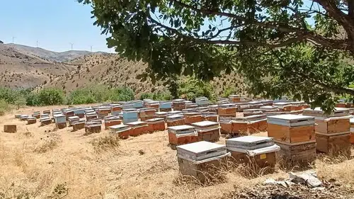 Diyarbakır arıcıları için sezon bereketi Dicle yaylalarında bal sağımı hız kazandı
