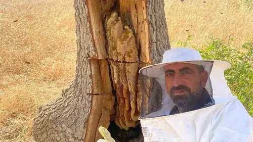 Lice'nin el değmemiş doğasında keşif Arıların izini sürerek ağaç kovuklarından bal topluyor