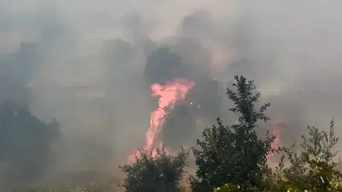 Lice'nin Kıpçak Mahallesi'nde orman yangını 400 dönümlük arazi küle döndü