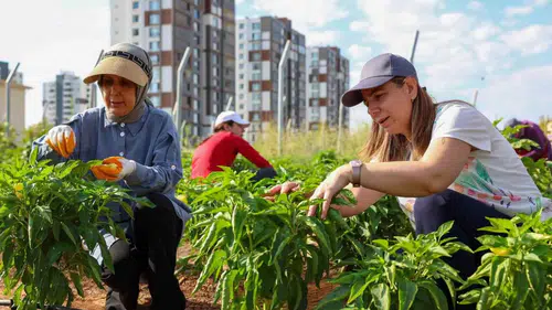 Diyarbakır'da kadın dayanışması toprakta yeşeriyor Eşbaşkan Bucak'tan bostanlara ziyaret