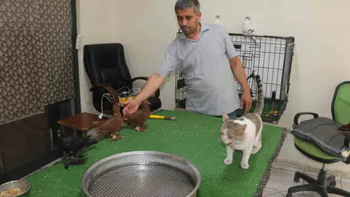 Bağlar'daki güvercin otelinin sıra dışı sakini Vejetaryen kedi Bulut kuşları koruyor