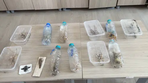 Nemrut'ta canlı çekirgeyle yakalanan şüphelilere 1,4 milyon TL ceza: Diyarbakır'daki uzman uyardı