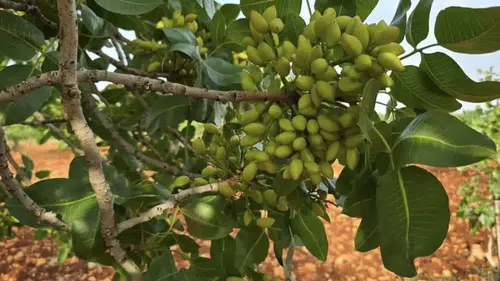 Çermik fıstığında olgunlaşma krizi Üreticilere erken hasat yapmayın uyarısı geldi