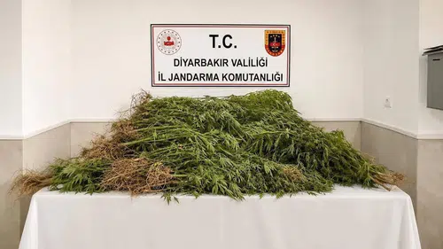 Diyarbakır kırsalında büyük narkotik operasyonu: 144 bin kök kenevir ele geçirildi