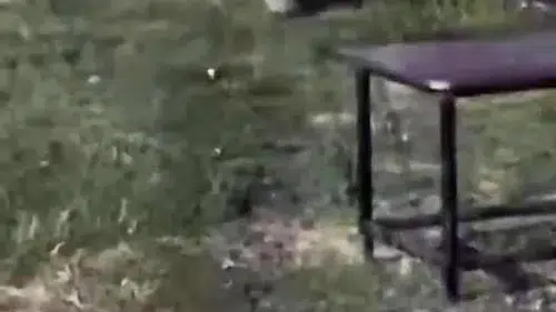 Diyarbakır Dicle Nehri kıyısında nadir görülen su samuru kameraya yansıdı