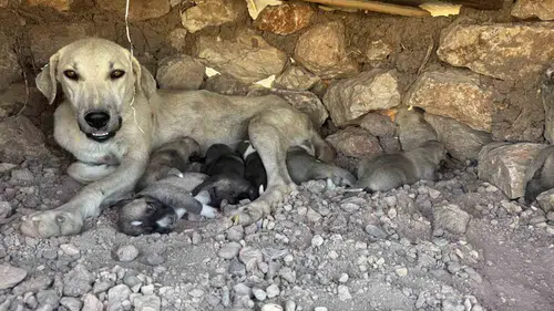 Diyarbakır Sur'da yürek ısıtan kurtarma: Kayaların arasına sıkışan yavrular kurtarıldı