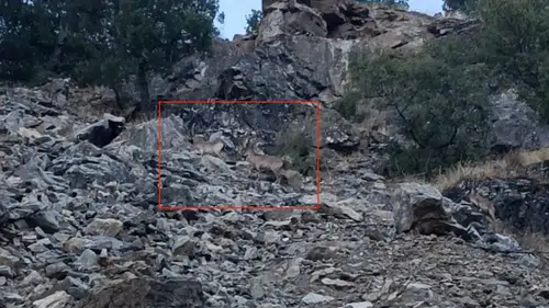Diyarbakır Çüngüş'te doğa sürprizi: Nesli koruma altındaki dağ keçileri görüntülendi