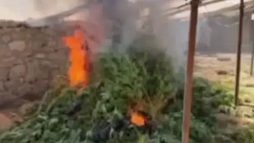 Diyarbakır Ergani'de şaşırtan manzara: Mini sera kurup kenevir yetiştirmişler