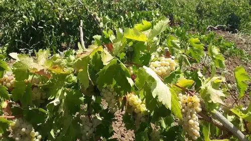 Diyarbakır Çüngüş'te bağ bozumu heyecanı: Şire üzümü hasadı başladı