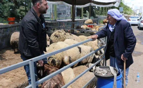 Diyarbakır'daki hayvan pazarında hareketlilik yok: Besiciler umudunu koruyor