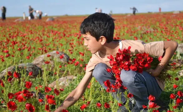 Siverek-Diyarbakır karayolu kırmızıya büründü: Gelincikler her yanı sardı
