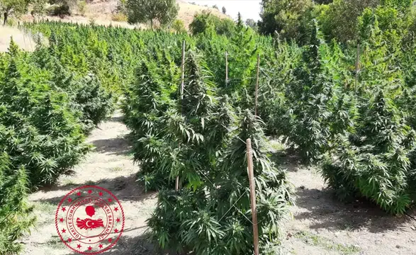 Diyarbakır'da kenevir ekimine büyük darbe: 5 ilçede 387 bin kök ele geçirildi