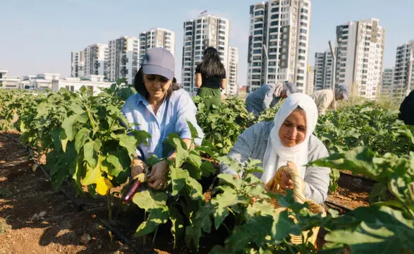 Diyarbakır'da kadınlar yetiştirdikleri ürünleri hasat etti: Hedefler büyüdü