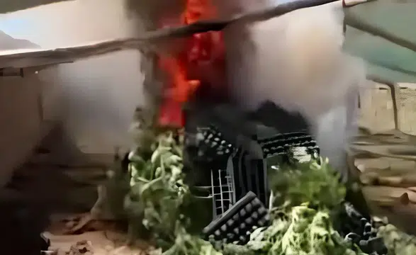 Diyarbakır Ergani'de şaşırtan manzara: Mini sera kurup kenevir yetiştirmişler