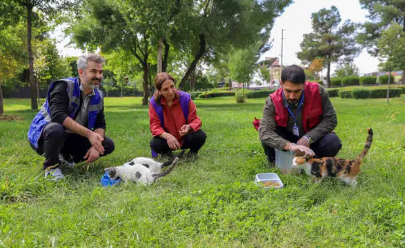 Diyarbakır'da sokak hayvanları için seferberlik: Yaşam haklarına sahip çıkılıyor