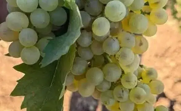 Diyarbakır Çermik'te erken yağışlar bağları vurdu: Üzümlerde çatlama ve bozulma başladı