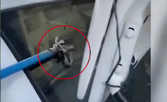 Çermik'te otomobil bagajına giren yılan, esnafın müdahalesiyle doğaya salındı