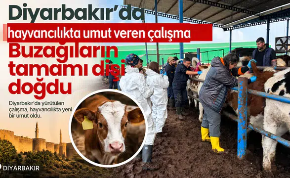 Diyarbakır'da hayvancılıkta umut veren çalışma: Buzağıların tamamı dişi doğdu