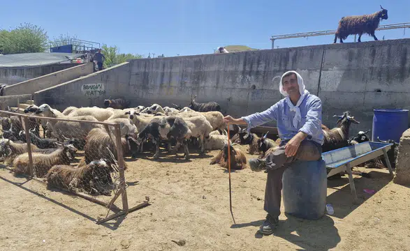 Diyarbakır’da Canlı Hayvan Borsası’nda bayram yoğunluğu, bölgede süreç dikkatle izleniyor