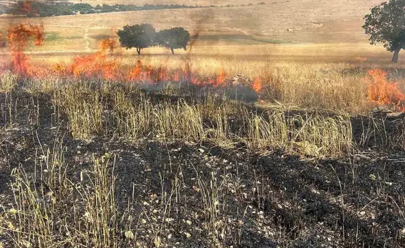 Çınar’da hasat öncesi büyük felaket Ballıbaba’da 200 dönüm buğday alevlere teslim oldu