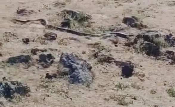 Çınar kırsalında doğa yürüyüşü 3 metrelik siyah yılan kameralara böyle yansıdı