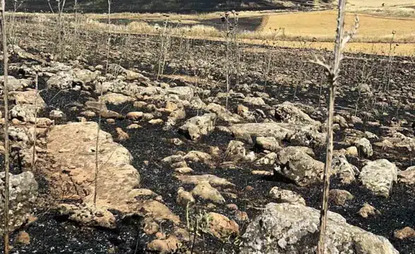 Diyarbakır Çınar'da hasat öncesi büyük yangın Yüzlerce dönüm ekili alan yandı