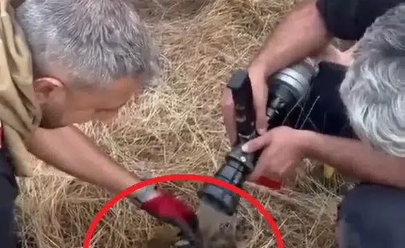 Lice'de 450 dönümlük alan küle döndü İtfaiye ekipleri alevlerin içinden kaplumbağayı kurtardı