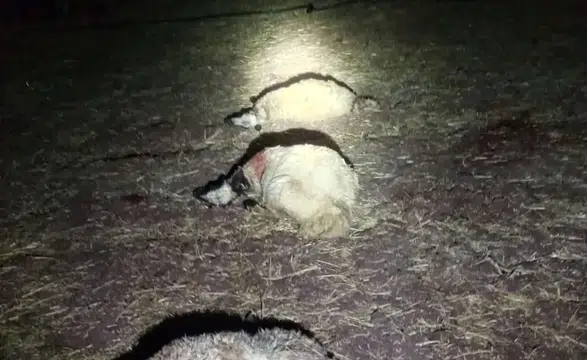 Çınar'da sağanak sırasında yıldırım faciası Mollaali'de 21 koyun telef oldu