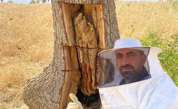 Lice'nin el değmemiş doğasında keşif Arıların izini sürerek ağaç kovuklarından bal topluyor