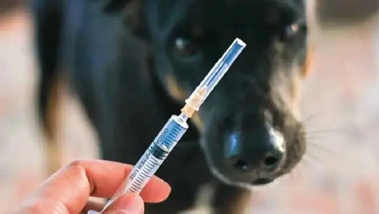 Diyarbakır'da kuduz alarmı: Vatandaşlar önlem alınmasını istiyor