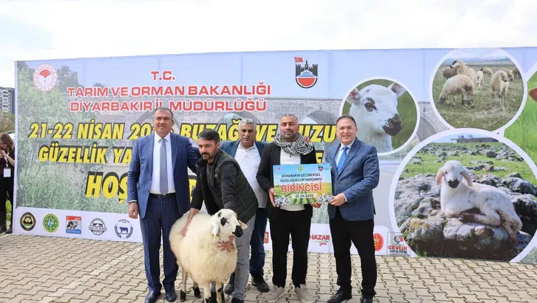 Diyarbakır’da kuzu güzellik yarışması : 13 yetiştirici ödüllendirildi