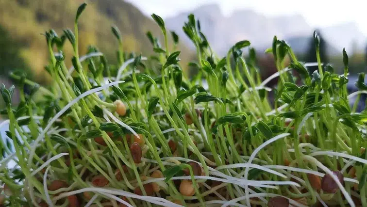 Diyarbakır'da 250 dönüm mercimek heba oldu: Dolu vurdu