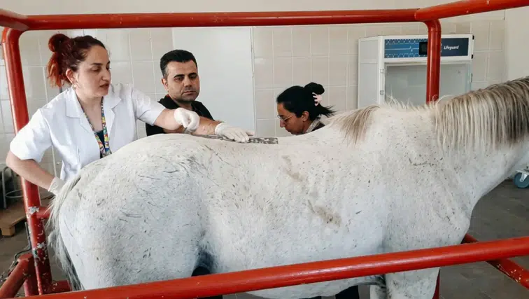 24 birinciliği bulunan yarış atı Diyarbakır'da şifa arıyor: İşte şampiyonun rahatsızlığı