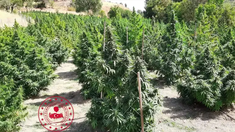 Diyarbakır'da kenevir ekimine büyük darbe: 5 ilçede 387 bin kök ele geçirildi