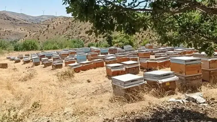 Diyarbakır arıcıları için sezon bereketi Dicle yaylalarında bal sağımı hız kazandı