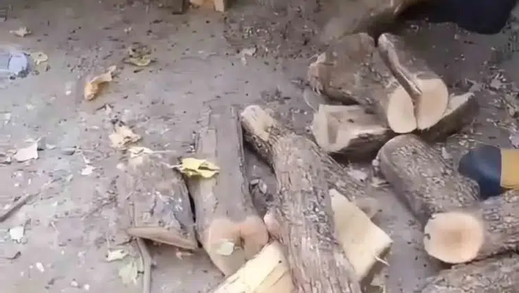 Diyarbakır Sur'da odunluğa giren dev yılan paniği: İtfaiye ekipleri müdahale etti