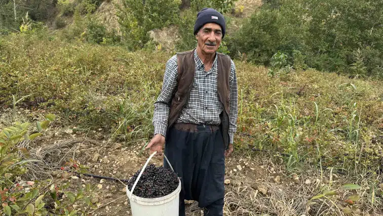 Diyarbakır Çüngüş'te aronya bereketi: Şifa deposu meyvenin hasadı başladı