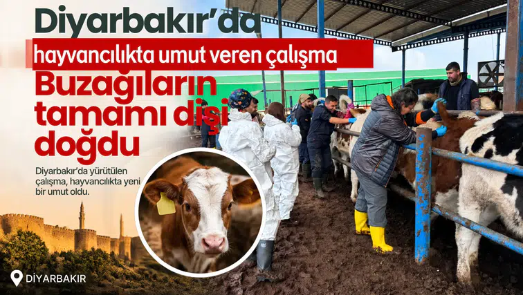 Diyarbakır'da hayvancılıkta umut veren çalışma: Buzağıların tamamı dişi doğdu