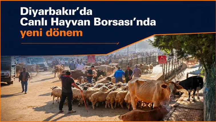 Diyarbakır'da Canlı Hayvan Borsası'nda yeni dönem: Çalışma günleri değişti