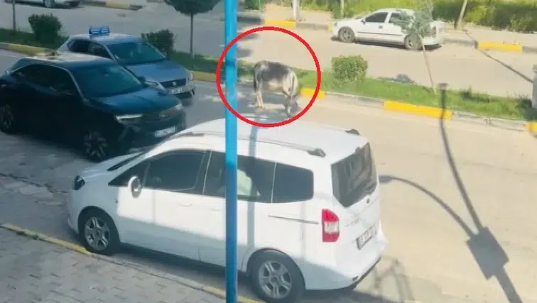Ergani kara yolunda beklenmedik misafir Başıboş eşek sürücülere zor anlar yaşattı