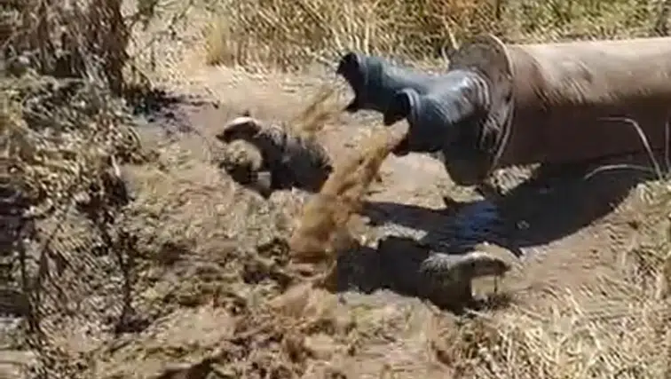 Bismil'deki tarım arazisinde şaşırtan olay Sulama borusundan iki porsuk çıktı