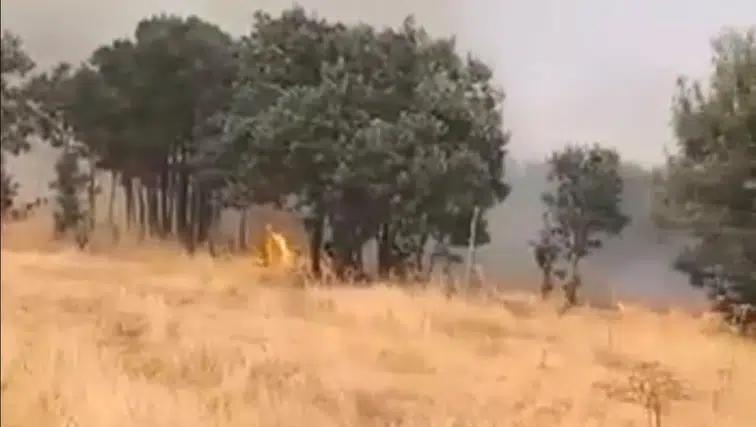 Lice'nin Türeli kırsalında korkutan yangın Alevler yerleşim yerlerine yaklaşıyor