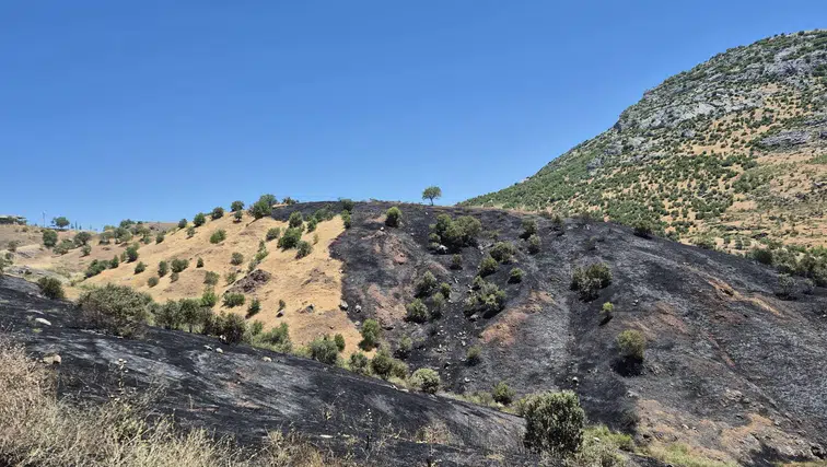 Dicle’de korkutan yangın 35 dönümlük üzüm bağı küle döndü, inceleme başlatıldı